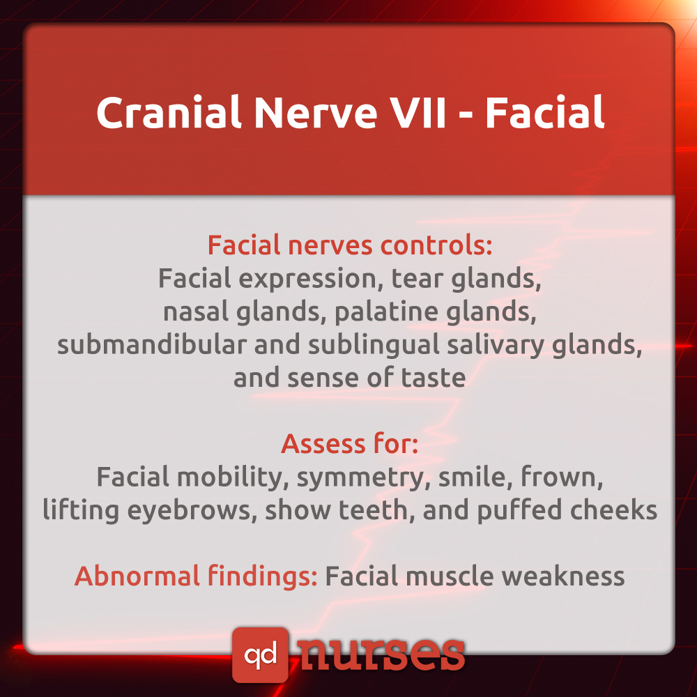 Cranial Nerve VII - Facial
