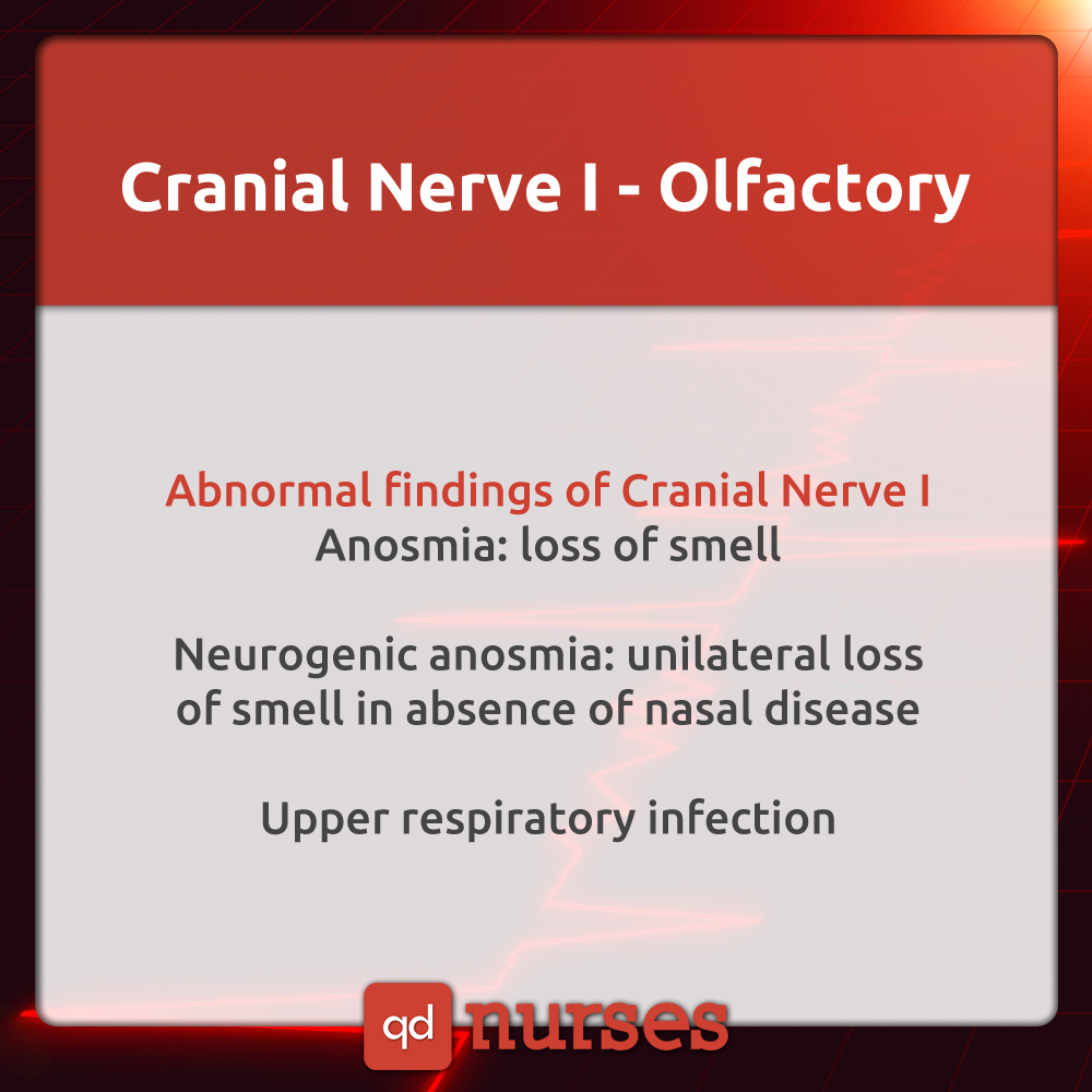 Cranial Nerve I - Olfactory