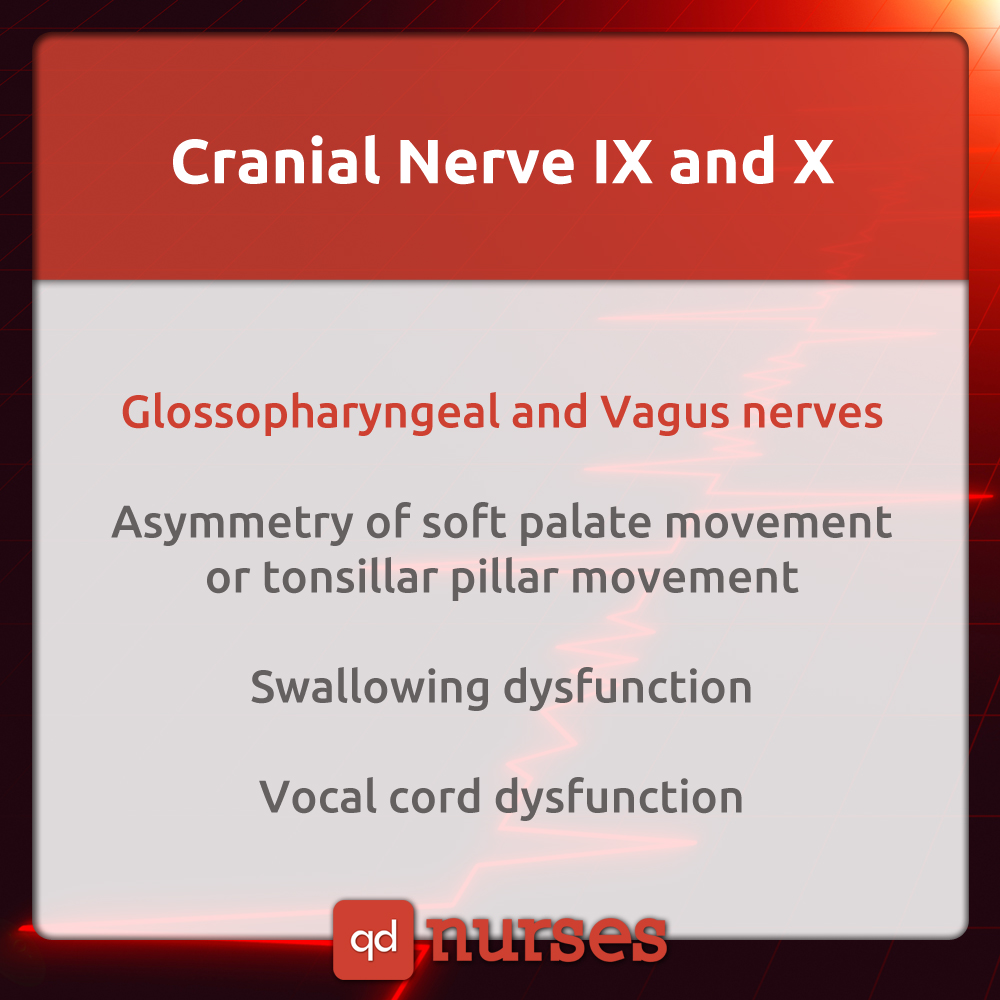 Cranial Nerve IX and Cranial Nerve X