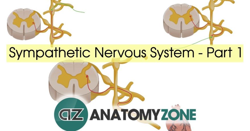 Sympathetic Nervous System Anatomy – Part 1