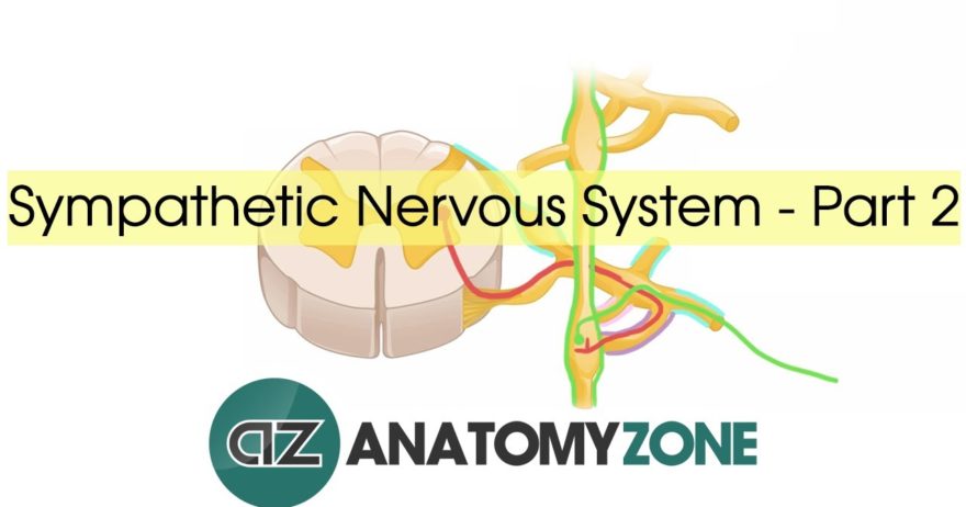 Sympathetic Nervous System Anatomy – Part 2
