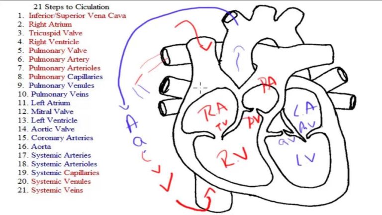 21 Steps of Circulation in 5 Minutes