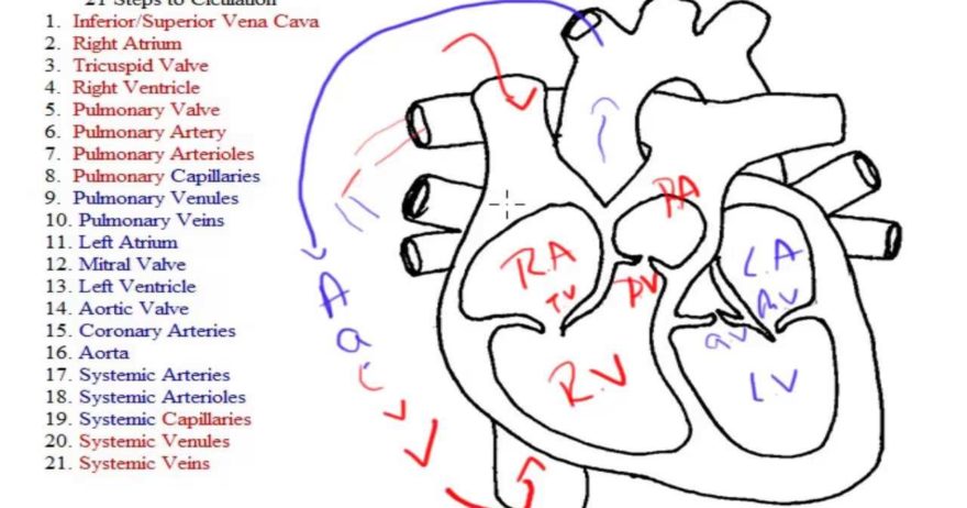 21 Steps of Circulation in 5 Minutes