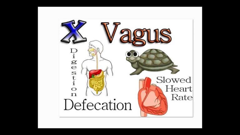 Cranial Nerves Mnemonics in under 5 Minutes