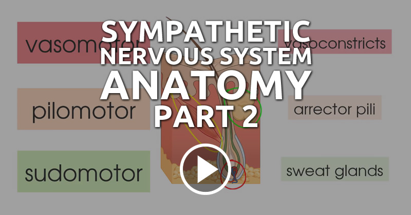 Ati Neurological System Part 2 Sympathetic Nervous System Anatomy - Part 2 - QD Nurses