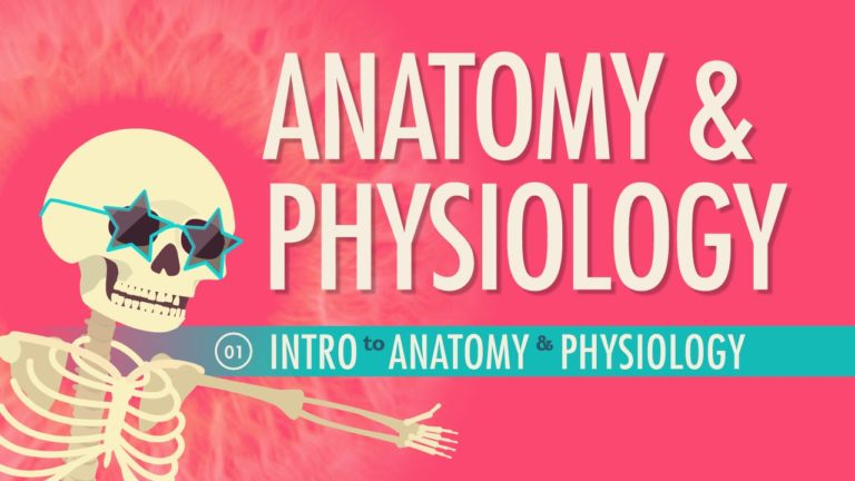 Anatomy & Physiology Introduction in 10 Minutes