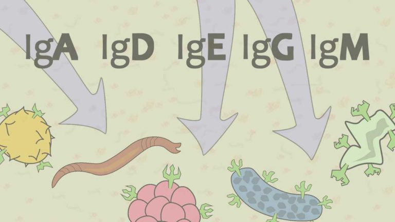 The 5 Immunoglobulin Simply Explained in 2.5 Minutes