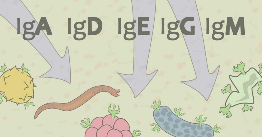The 5 Immunoglobulin Simply Explained in 2.5 Minutes
