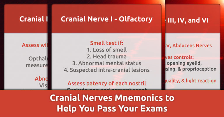 Cranial Nerves Mnemonics to Help You Pass Your Exams
