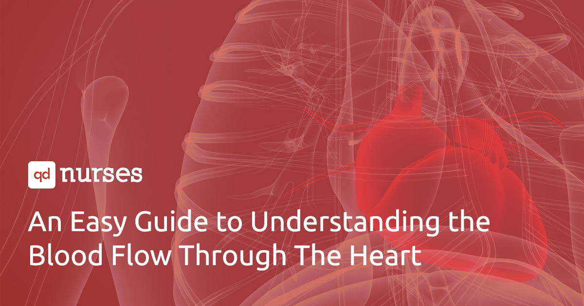 An Easy Guide to Understanding the Blood Flow Through The Heart - QD Nurses