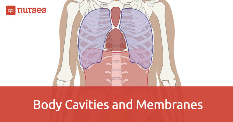 Body Cavities and Membranes