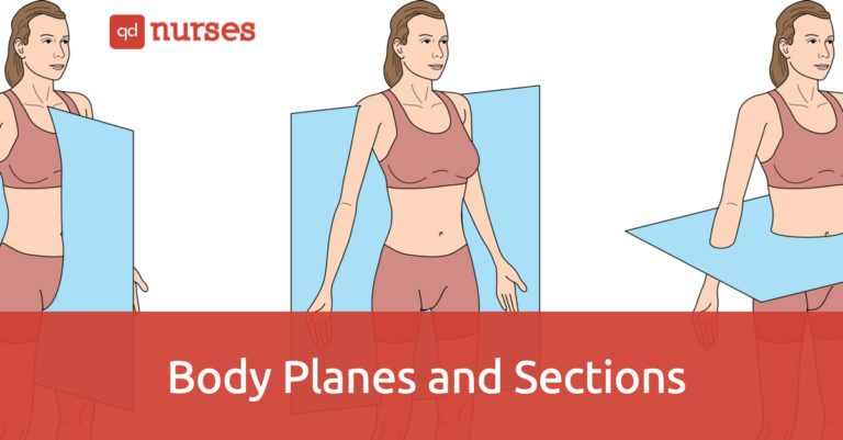 Body Planes and Sections