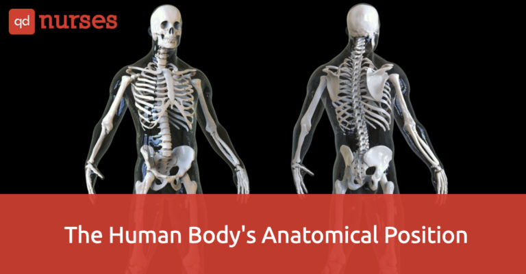 The Human Body’s Anatomical Position