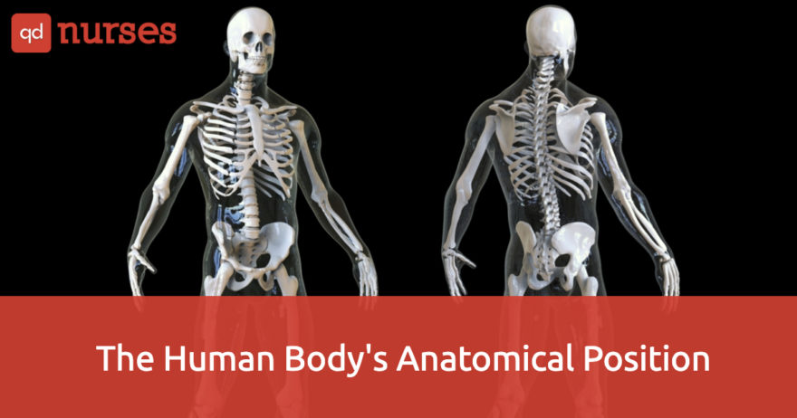 The Human Body’s Anatomical Position
