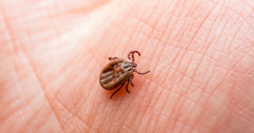 Lyme Disease: A Nursing Review